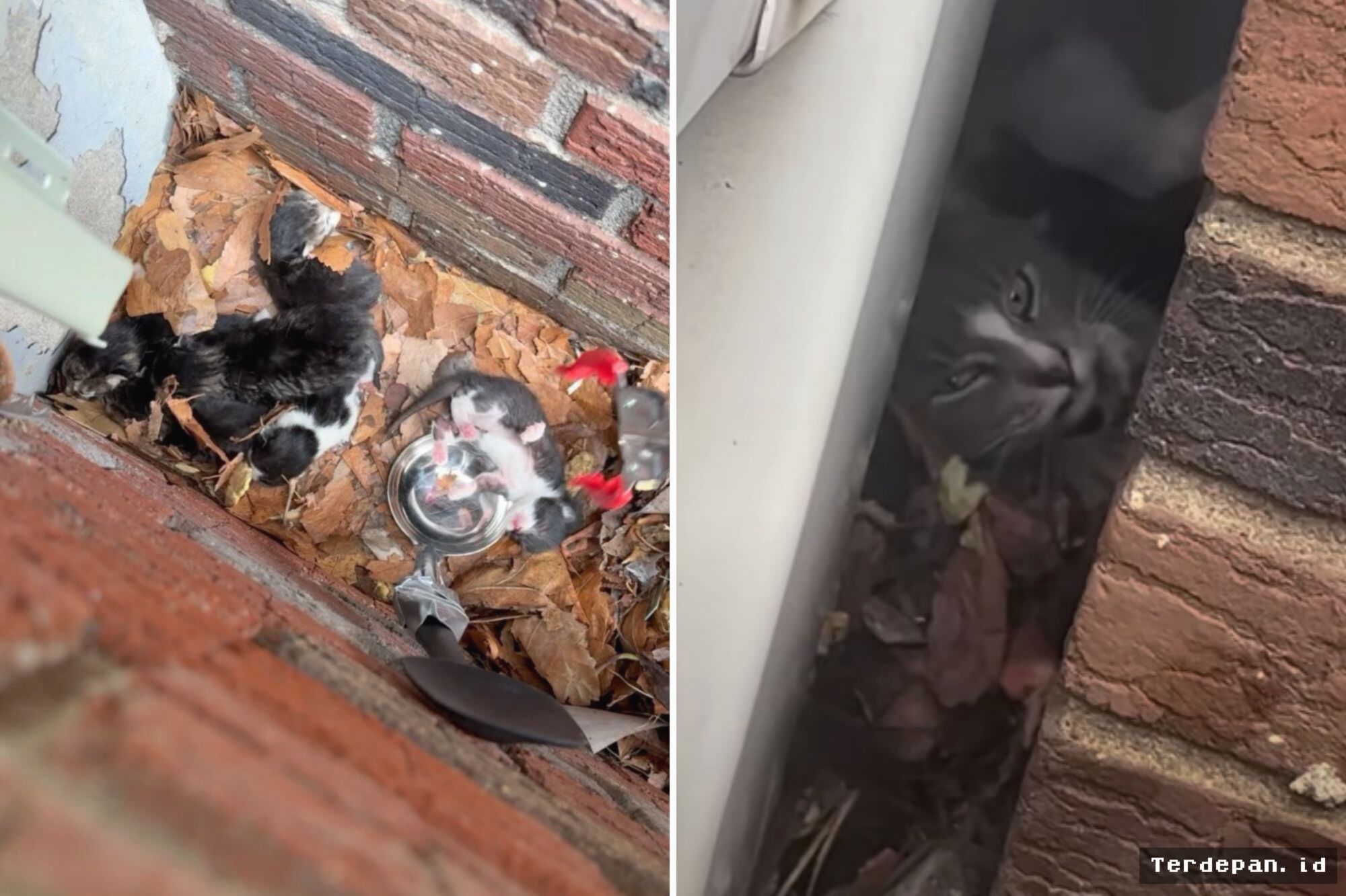 Relawan Brooklyn Selamatkan Enam Anak Kucing di Celah Dinding Rumah