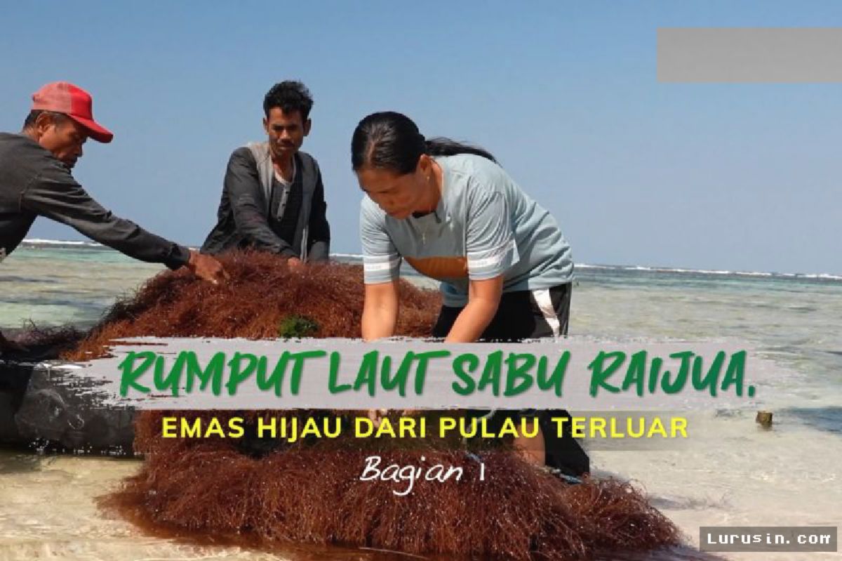 Sabu Raijua — Rumput Laut Jadi Emas Hijau Penopang Ekonomi Terluar