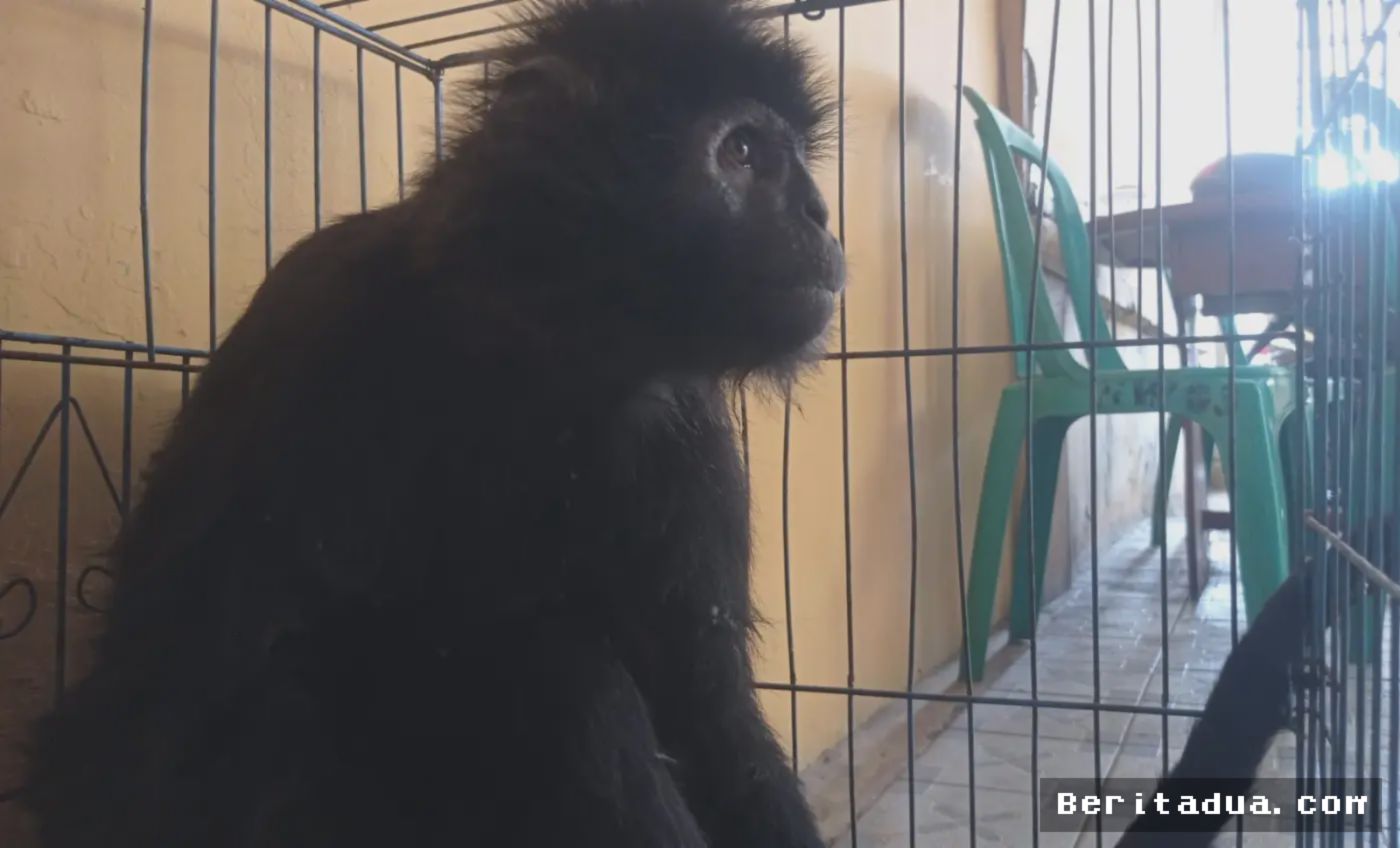 Cianjur — Seekor Lutung Jawa Tertabrak Truk di Jalan Raya Ciranjang