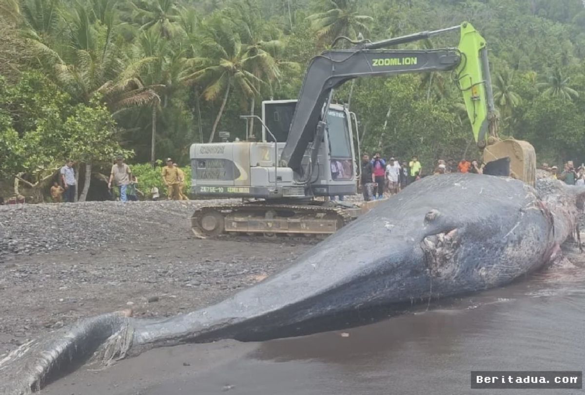 KKP Identifikasi Bangkai Paus Sperma Terdampar di Pesisir Ternate