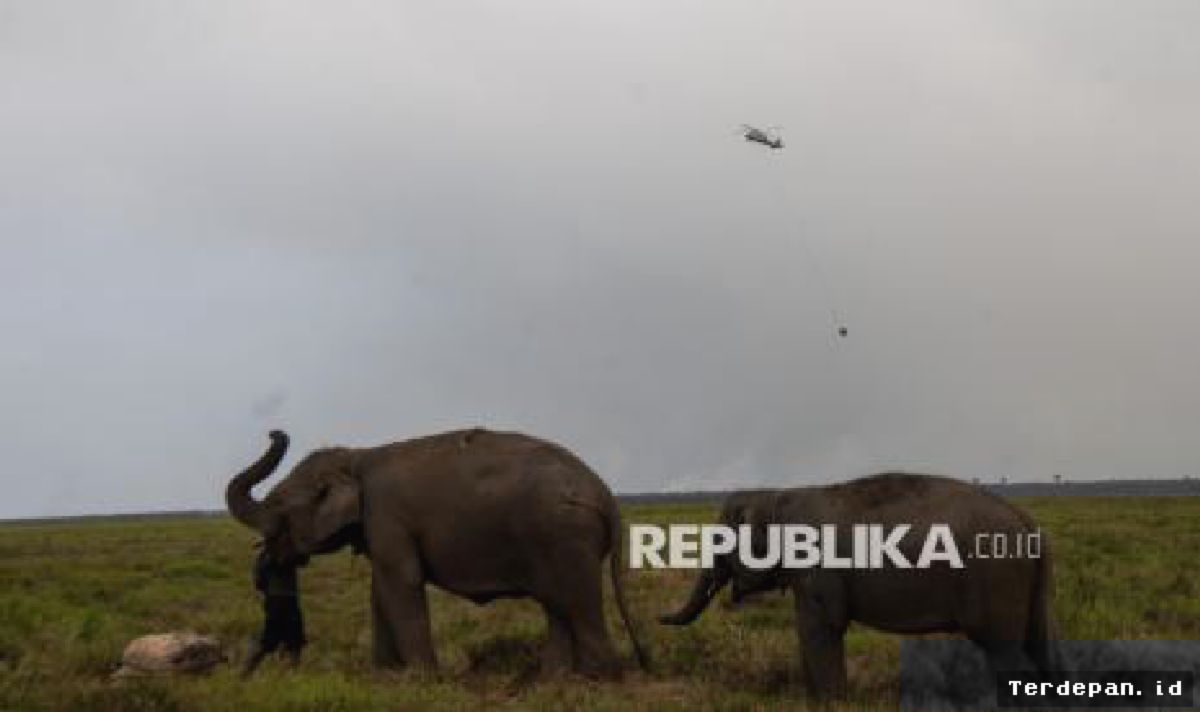 Banyuasin — Tim Gabungan Berjuang Padamkan Kebakaran Hutan Padang Sugihan