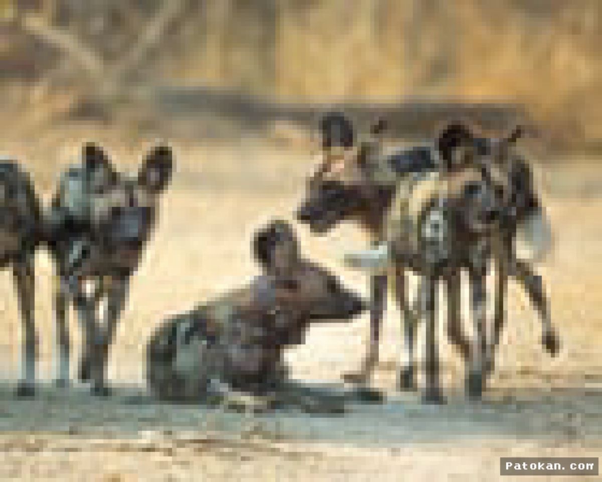 ZAMBIA — Tiga Anjing Liar Tempuh Perjalanan Terjauh di Afrika