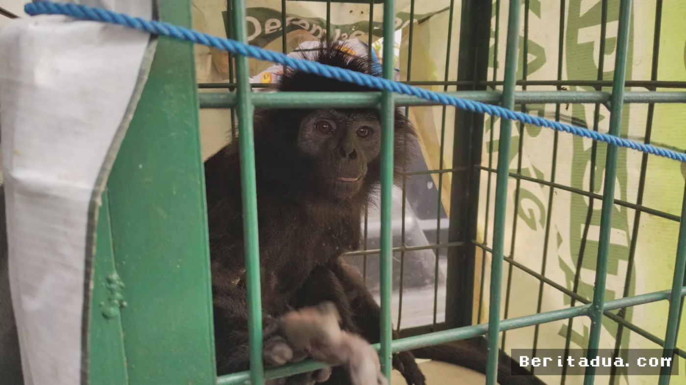 Polres Cianjur Serahkan Lutung Jawa Korban Tabrakan ke BKSDA Jabar