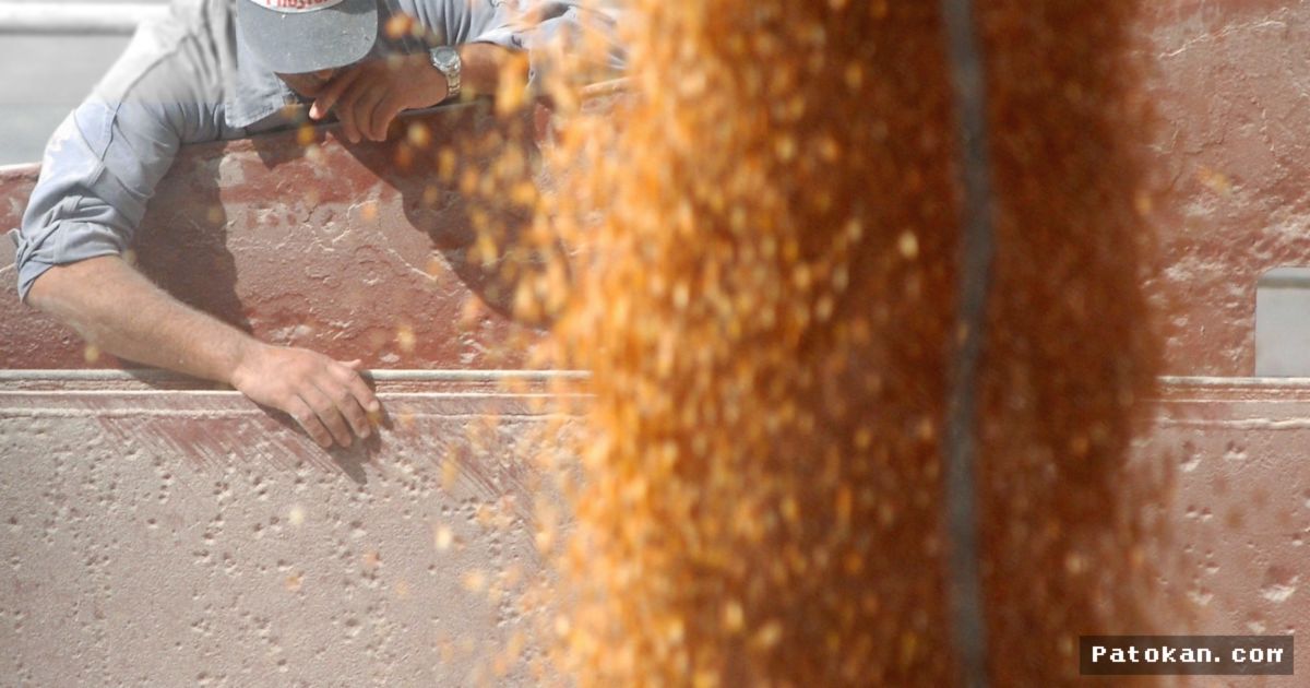 ARGENTINA — Ekspor Jagung ke Afrika Utara Melonjak 42 Persen