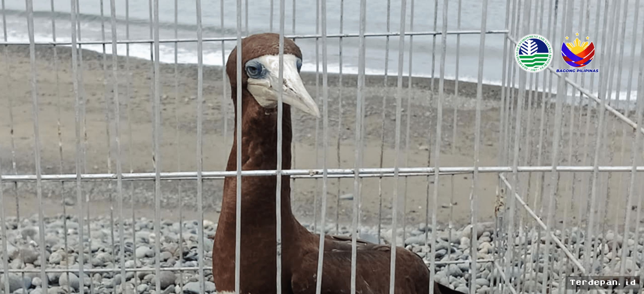Burung Laut Langka Brown Booby Ditemukan dan Dilepasliarkan di Aurora