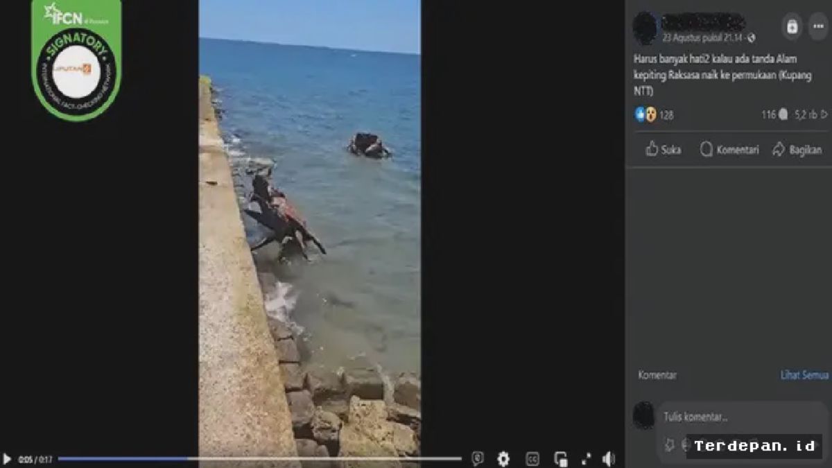 KUPANG — Video Viral Kemunculan Kepiting Raksasa di NTT Terbukti Hoaks