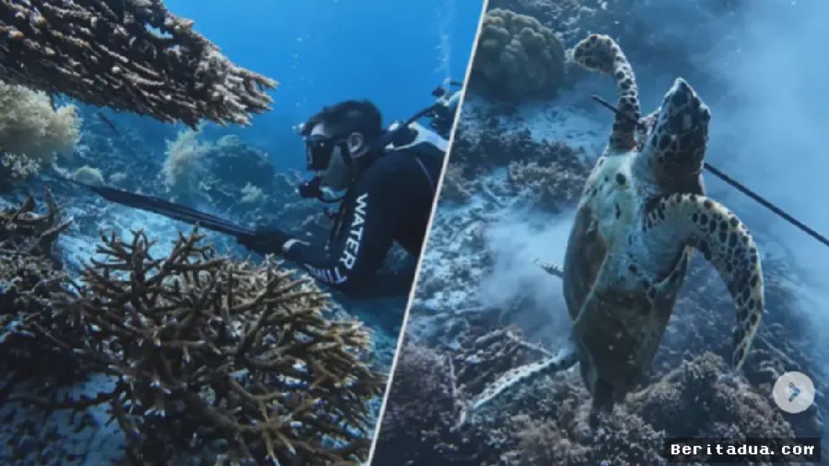 Turis Asal China Tombak dan Konsumsi Penyu Lindung di Raja Ampat