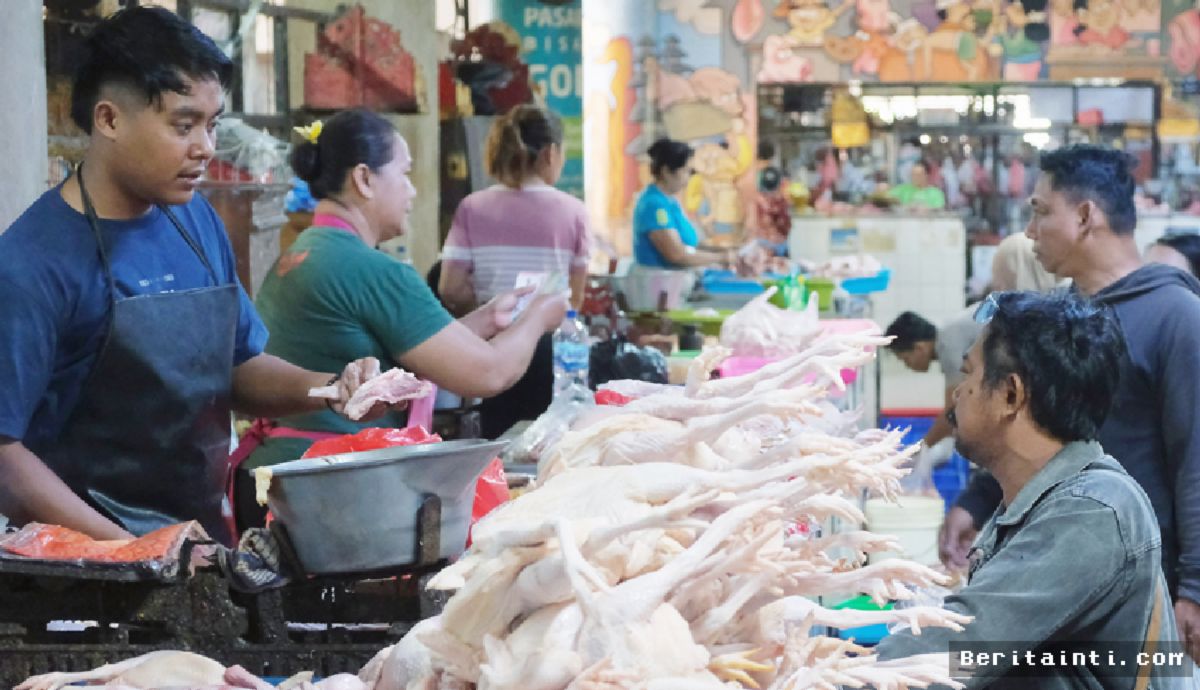 BALI — Disparitas Harga Daging Ayam Dipicu Panjangnya Rantai Pasok