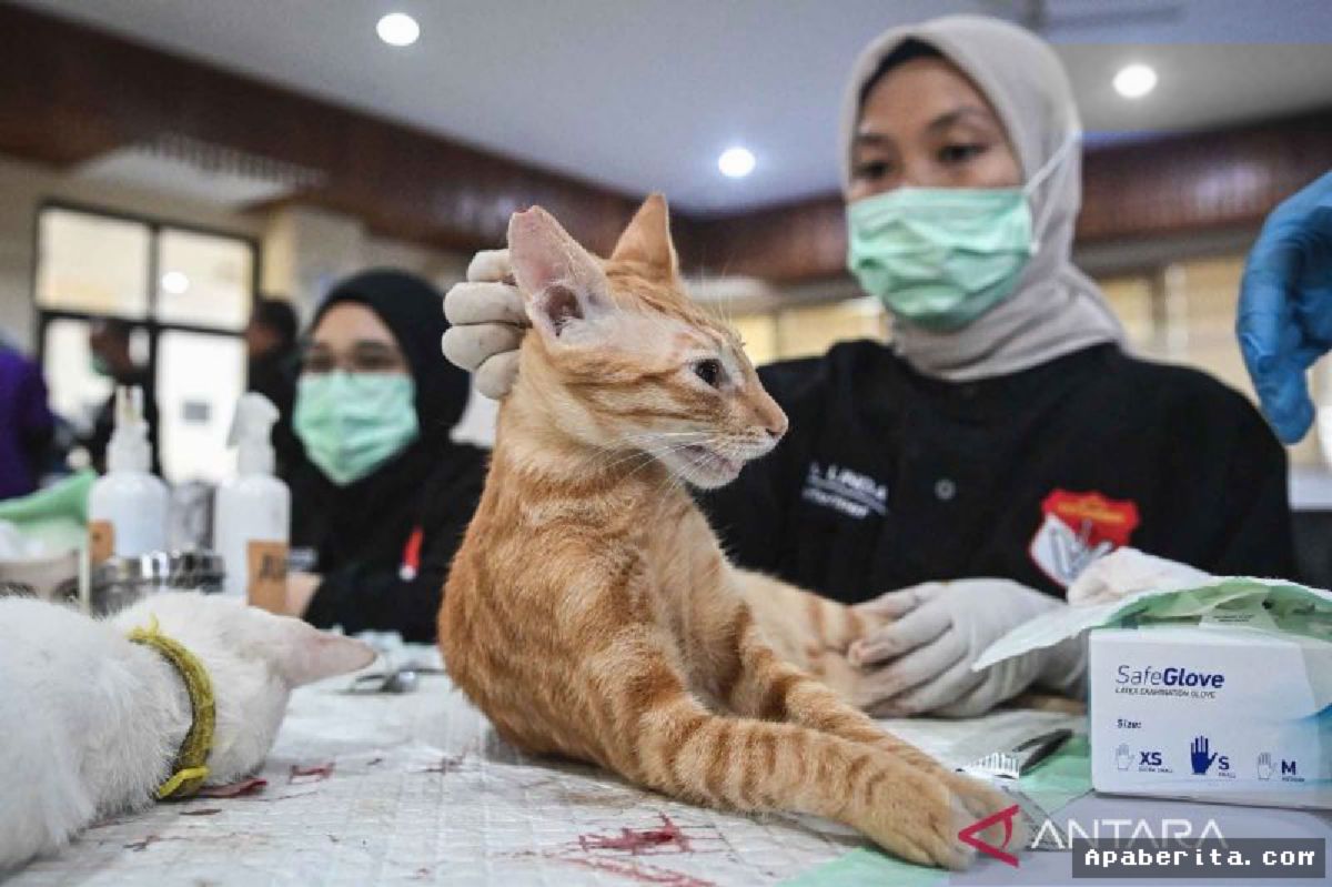 Sudin KPKP Jakpus Sterilisasi 105 Kucing untuk Tekan Populasi Liar