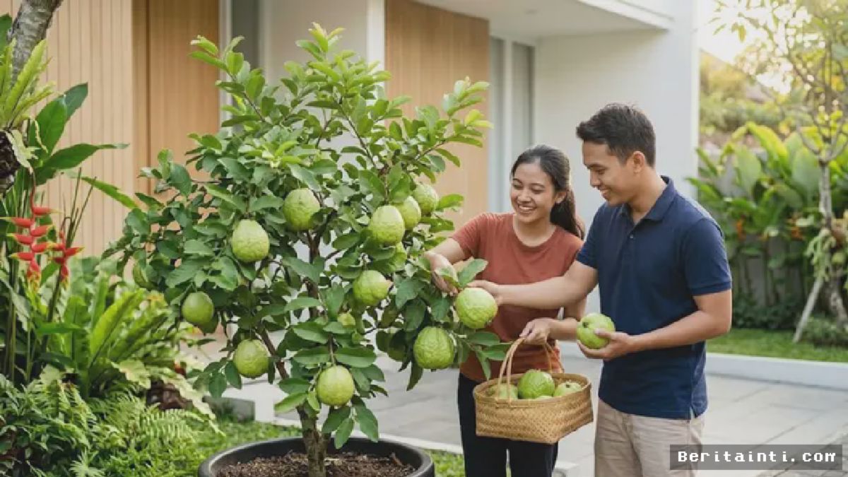 JAKARTA — Budidaya Jambu Kristal Pot Jadi Solusi Lahan Sempit