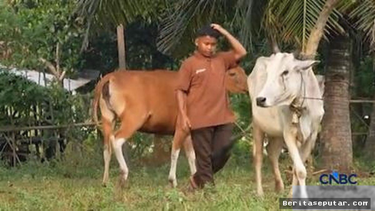 DUMAI — Kelompok Tani Mekar Sejati Sulap Belukar Jadi Peternakan Sapi PLTS