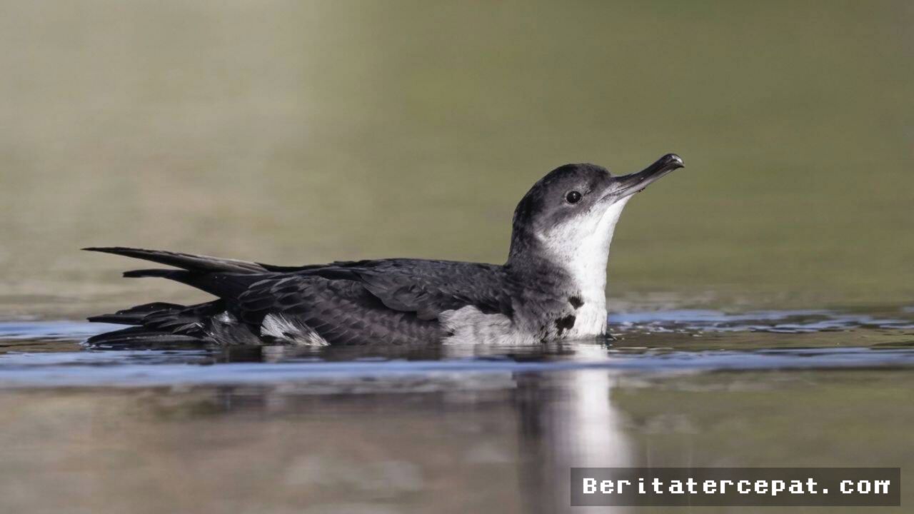 ISLES OF SCILLY — Populasi Burung Manx Shearwater Cetak Rekor Baru