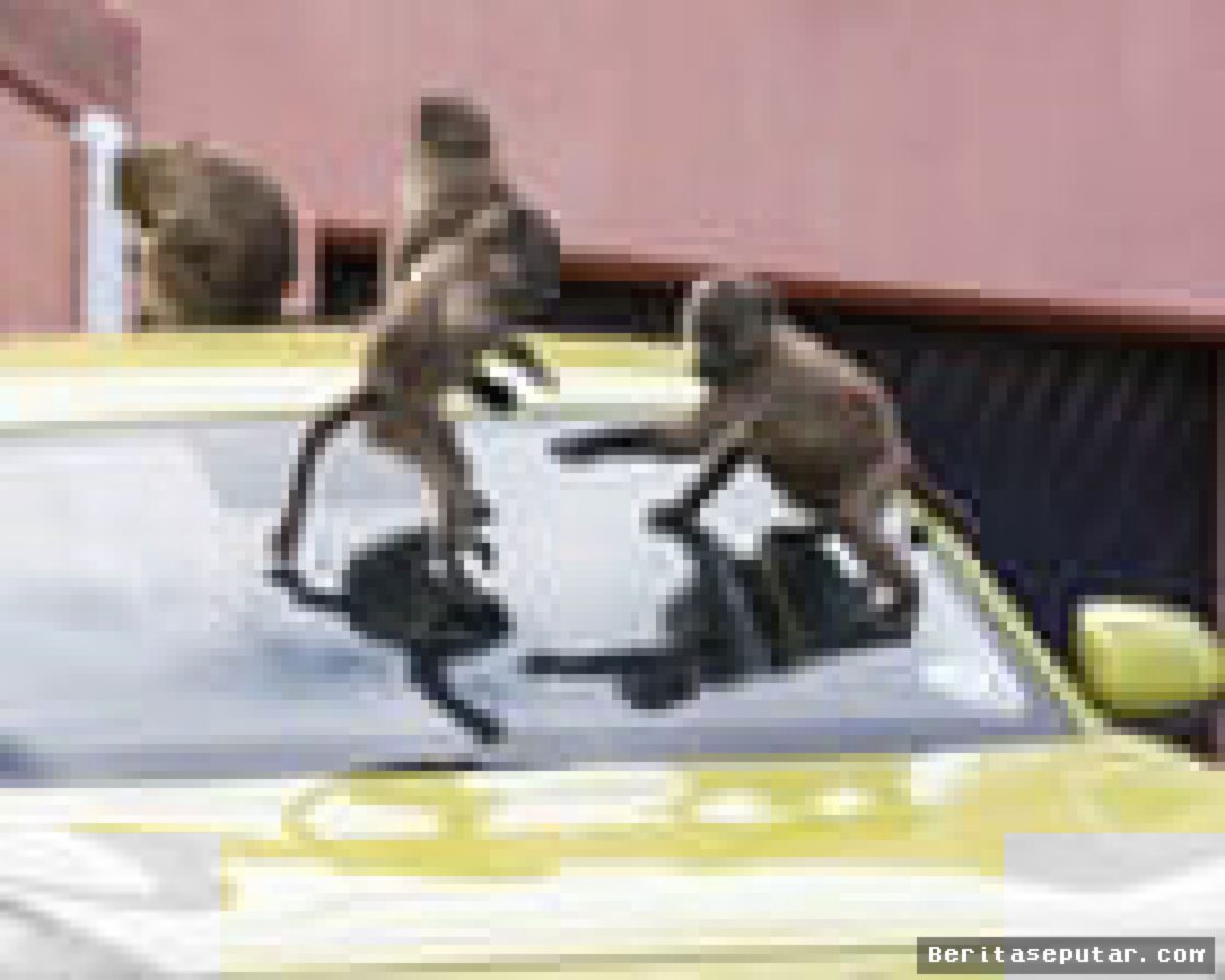 Dewan Kota Cape Town Umumkan Rencana Tangkap Dua Kawanan Baboon