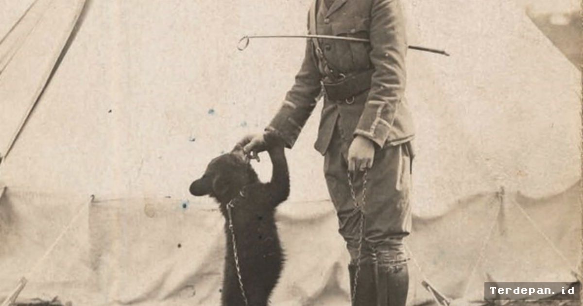 Kisah Beruang Perang Winnipeg Menginspirasi Lahirnya Tokoh Winnie the Pooh