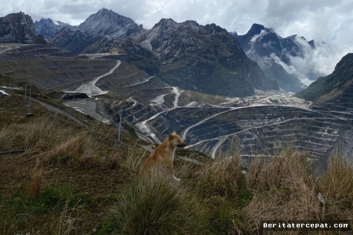 Freeport Kucurkan Rp72 Triliun Kembangkan Tambang Kucing Liar Papua