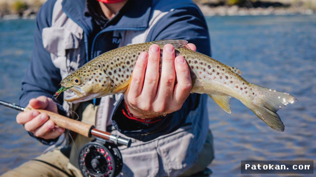 SIERRA NEVADA — Trout Singkirkan 92 Persen Katak Kaki Kuning
