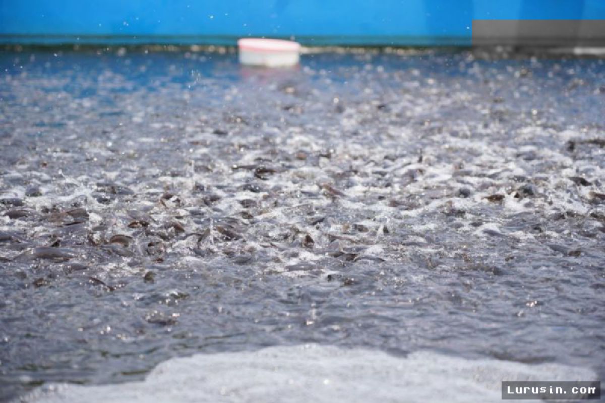 KKP Siapkan 1.454 Desa untuk Budi Daya Ikan Mini RAS