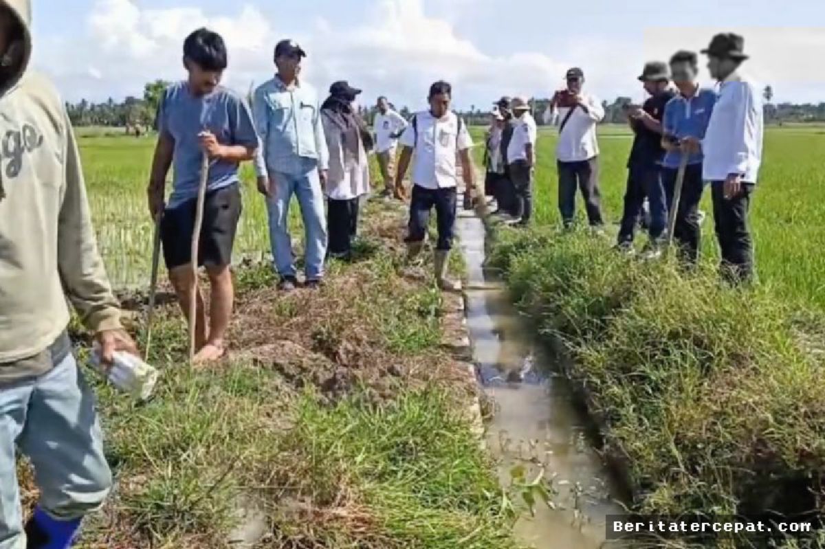 Aceh Timur — Pemkab Gencarkan Pengendalian Hama Tikus di Lahan Sawah