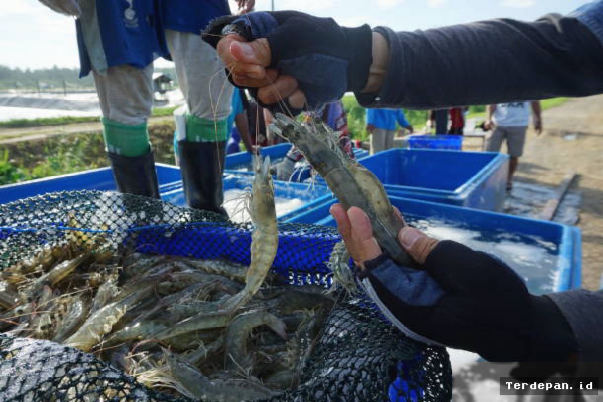 JAKARTA — Pemerintah Didesak Lindungi Petambak Lokal dari Udang Impor Ekuador