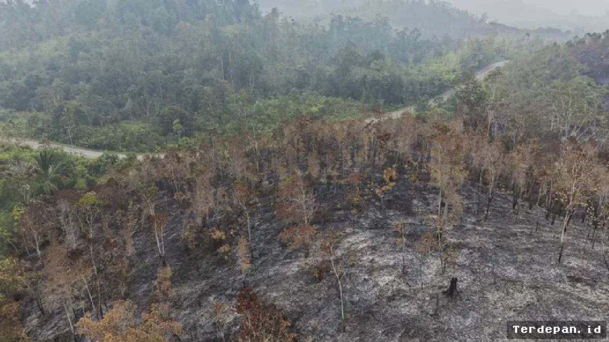 KALBAR — Kebakaran Hutan dan Lahan di Kapuas Hulu Meluas Signifikan