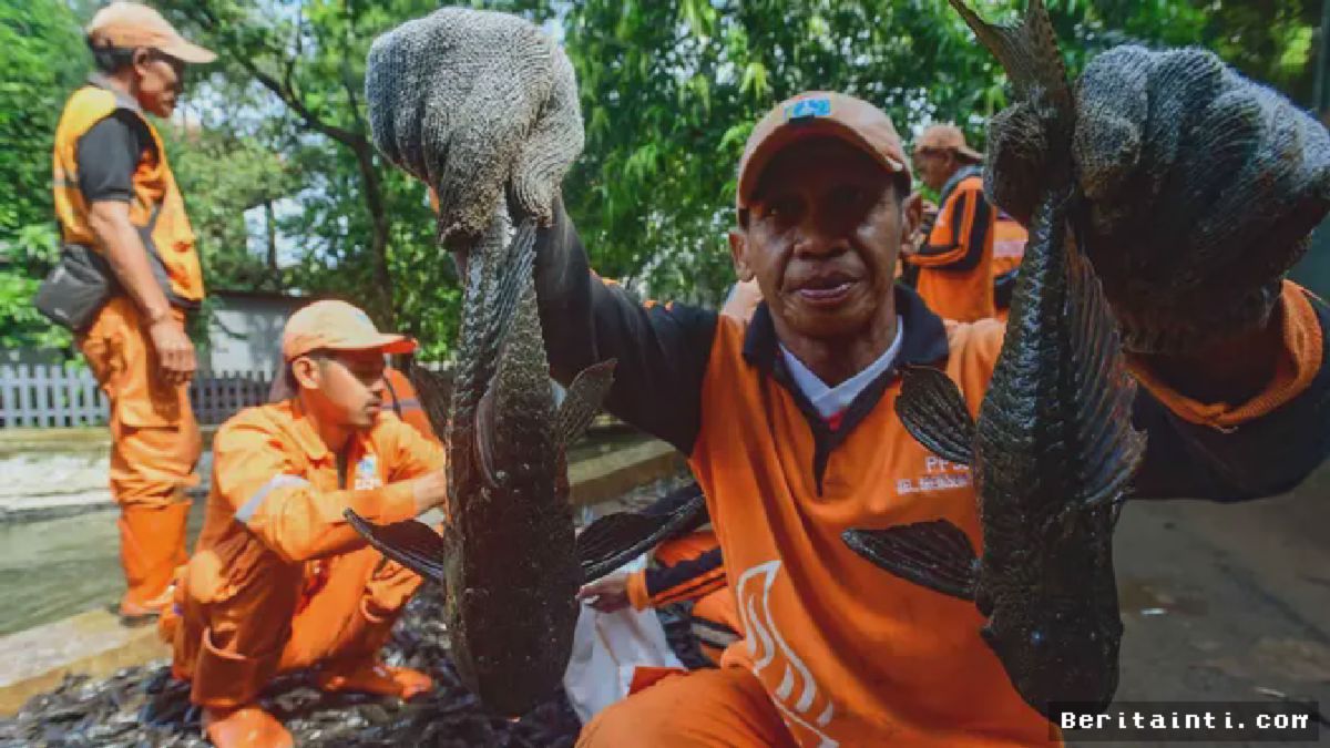 Petugas Jaring 3 Ton Ikan Sapu-Sapu di Setu Babakan