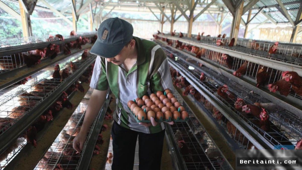 Peternak Ayam Petelur Mengadu ke DPR soal Harga Telur Anjlok