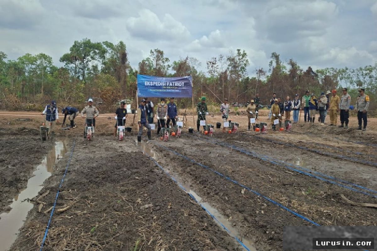 Patriot Transmigrasi IPB Uji Padi Hemat Air di Salor Merauke