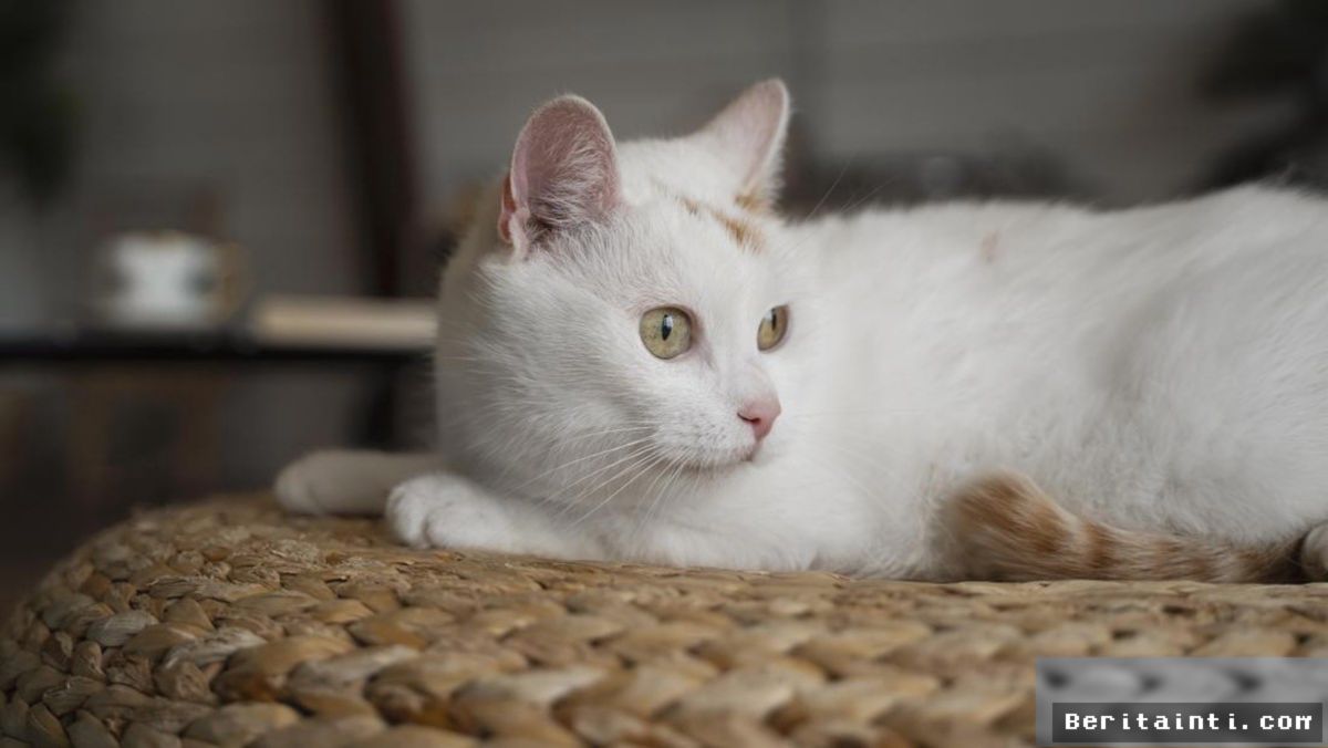 Investigasi Ungkap Hampir Semua Makanan Kucing Mengandung Logam Berat
