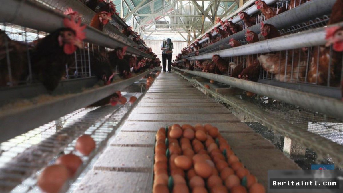 Harga Telur Anjlok, Peternak Desak Pemerintah Turun Tangan