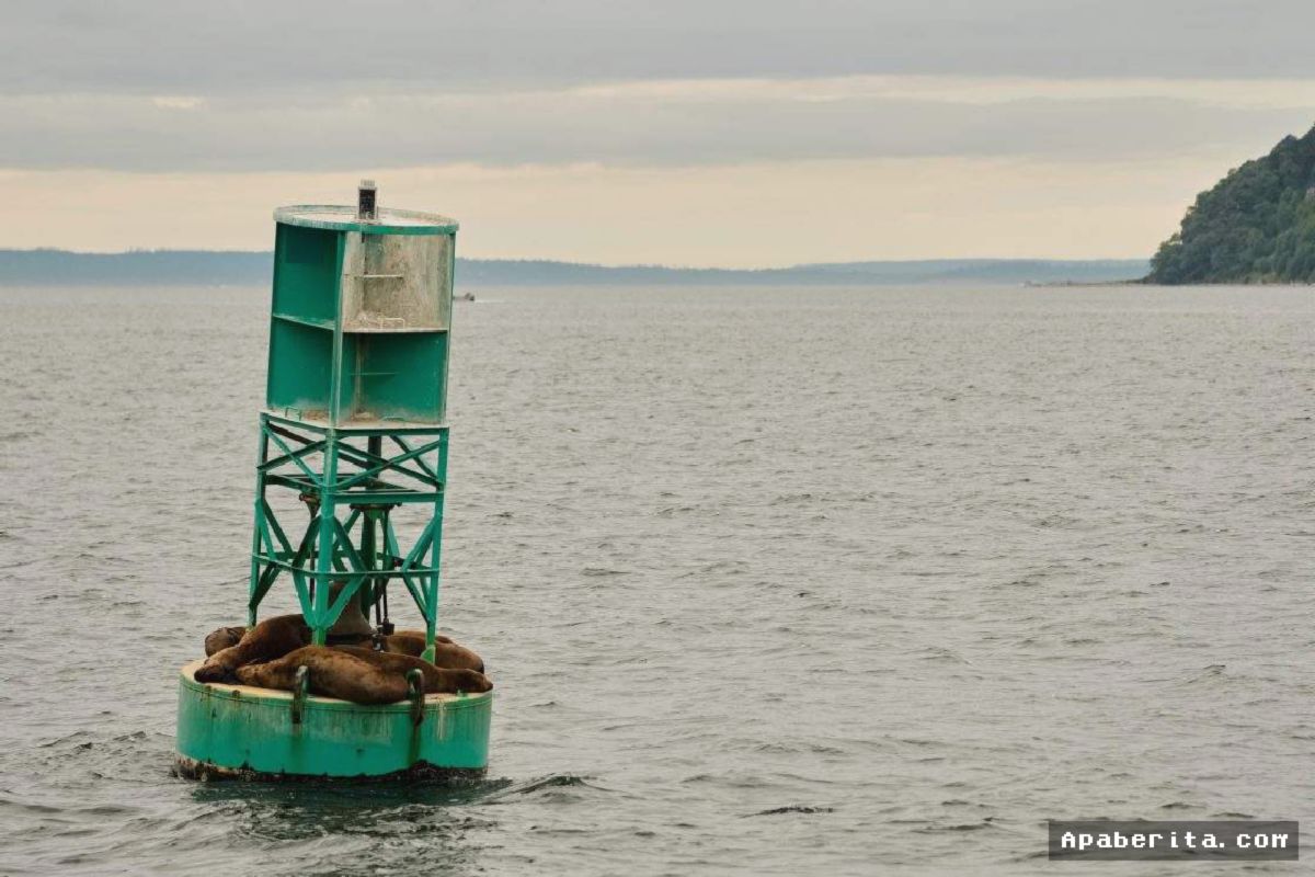Bouy Kanada Hanyang ke Pulau Irlandia Setelah Lintasi Atlantik