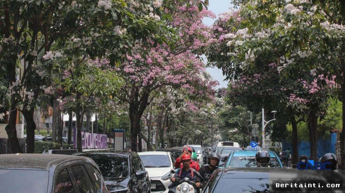 Tabebuya di Cikini Raya Bermekaran Bak Sakura Jepang