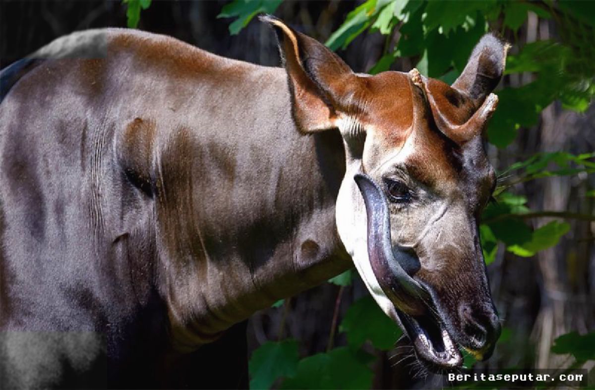 Okapi Afrika yang Ikonik Kini Terlupakan dari Radar Konservasi