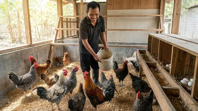 Auto Produktif! Ini 7 Tips Ayam Kampung Tetap Ngeluarin Telur di Kandang