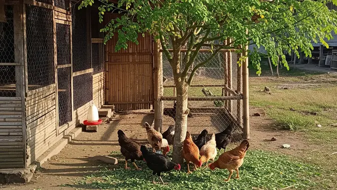 Literally Bikin Adem, Pohon Terbaik di Samping Kandang Ayam Kampung