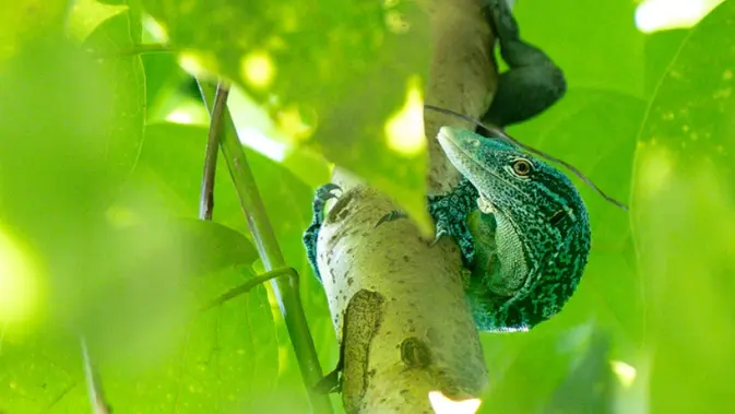 Biawak Pohon Tutul Biru, Naga Mini dari Raja Ampat yang Bikin Salfok
