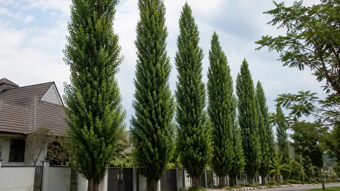 Pohon Poplar Lombardy: Tanaman Estetik yang Bisa Jadi Red Flag Rumah
