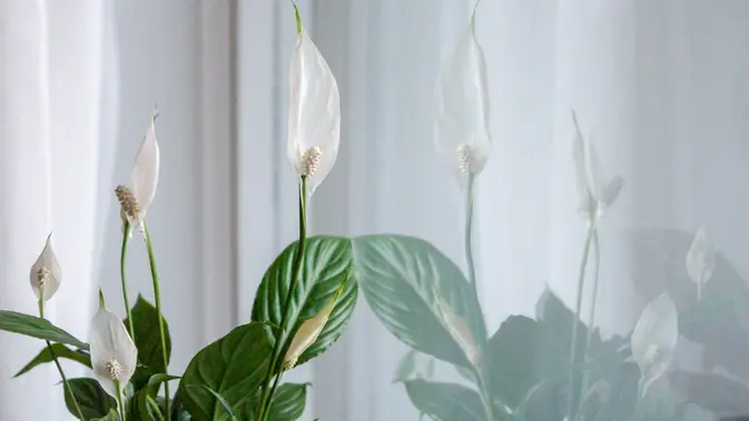 Kenalan Sama Peace Lily, Tanaman Estetik yang Auto Bersihin Udara Kamar
