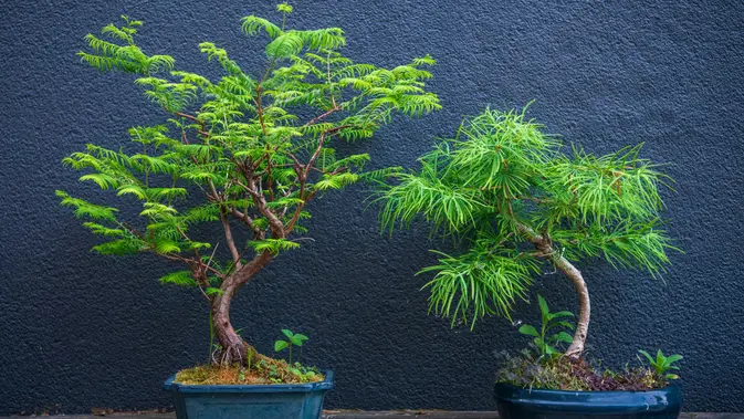 Bonsai Malah Layu? Ini Cara Pupuk Tepat dan Basmi Hama Tanpa Drama