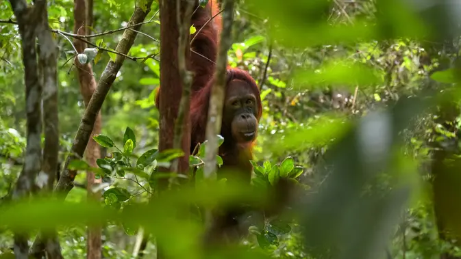 Parah Sih, Orangutan Indonesia Makin Langka dan Lo Harus Tahu Ini