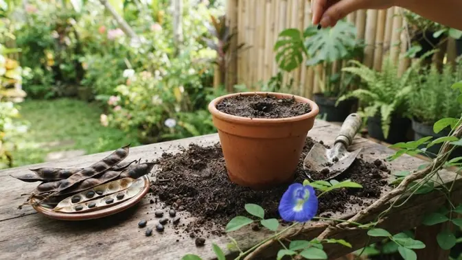 Cara Menanam Bunga Telang, Si Biru Viral Penuh Manfaat