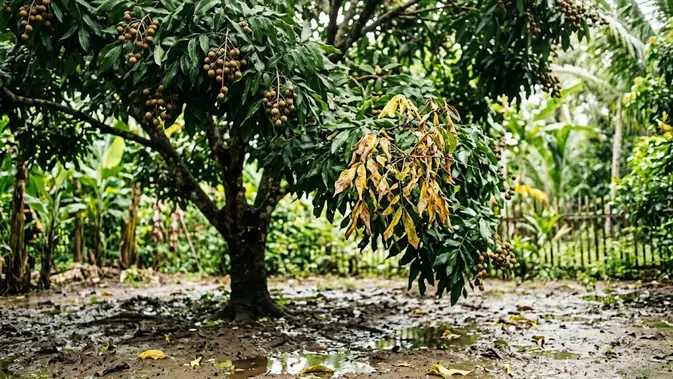 Kelengkeng Lo Kebanyakan Air? Ini 5 Tanda Akar Mau Busuk