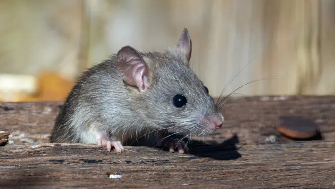 Tikus di Rumah Bikin Pusing, Ini Cara Ngusir Tanpa Drama