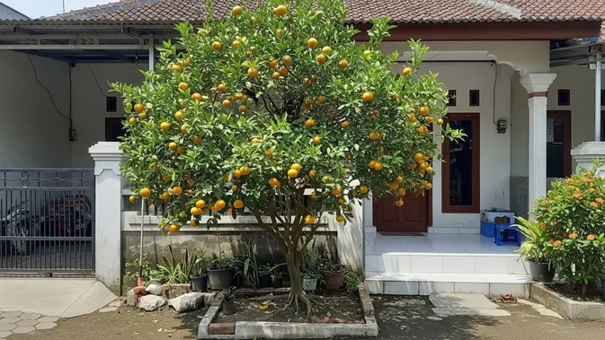 Pohon Jeruk Mini: Solusi Hijau Tanpa Khawatir Fondasi Retak
