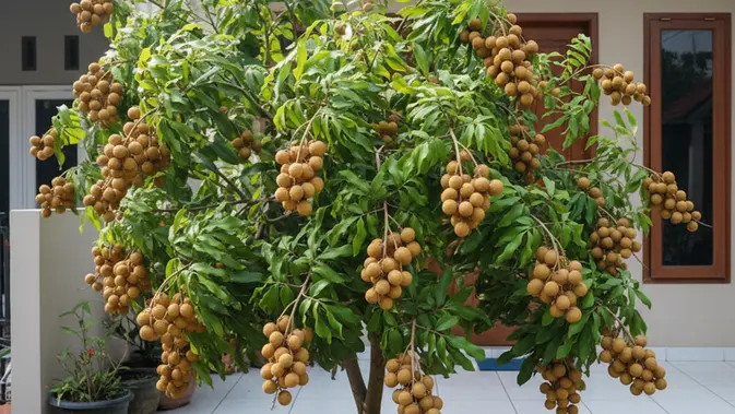 Rahasia Membuat Pohon Kelengkeng Berbuah Lebat Sepanjang Tahun