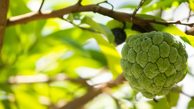 Tips Bikin Pohon Srikaya Jumbo Berbuah Lebat, Gas Pol!