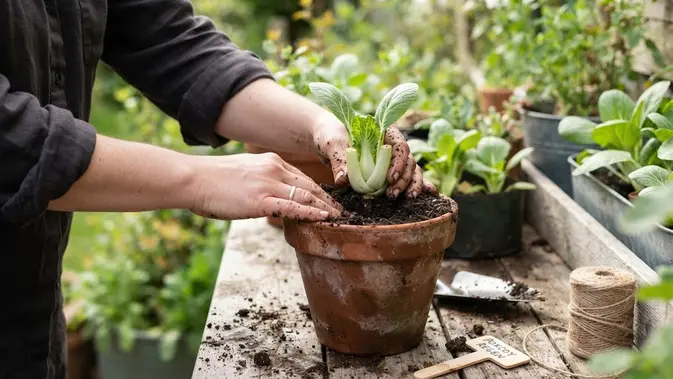 Nggak Perlu Beli Benih, Tanam Pakcoy dari Bonggol Sisa Dapur