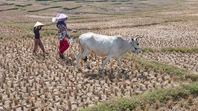 El Nino Bikin Sawah Jonggol Retak Parah, Petani Pasrah