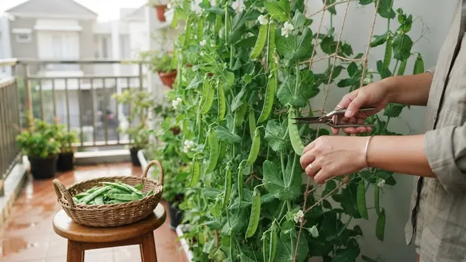Kacang Kapri di Balkon? Bisa Banget, Ini Caranya!