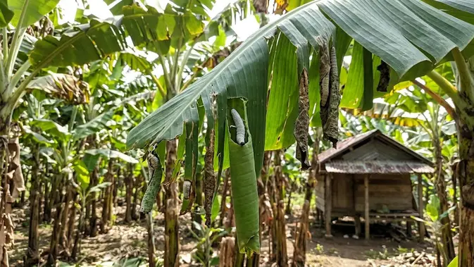 Cara Ampuh Singkirkan Ulat Penggulung Daun Pisang