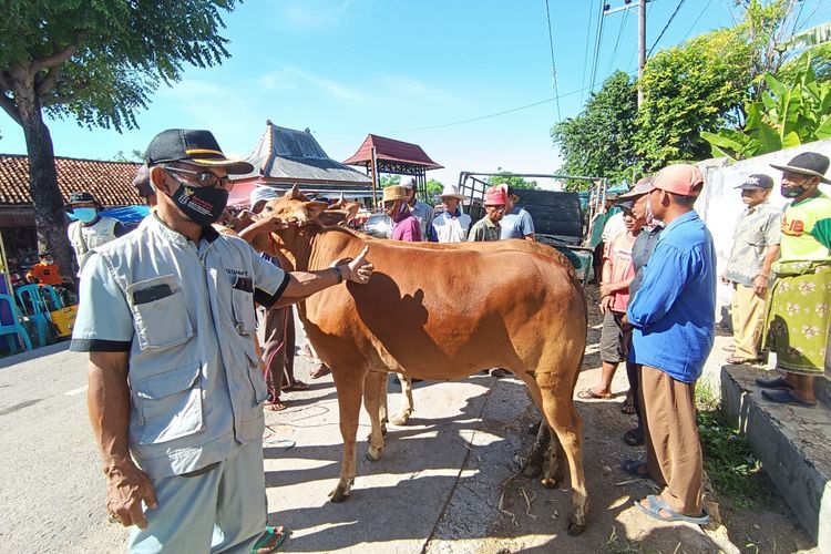 sapi madura terbesar